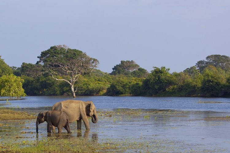 Yala Nationaal Park - reis Sri Lanka